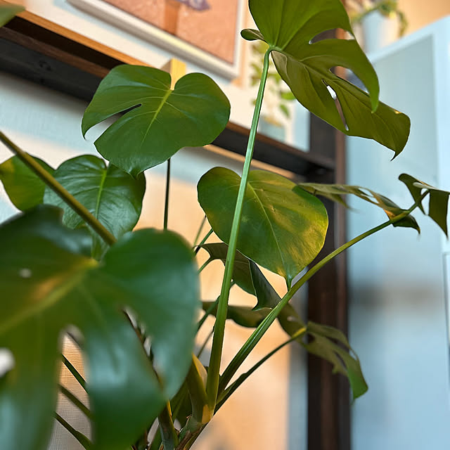 Lounge,ペペロミアセルペンス,モンステラ,おうち時間,観葉植物のある暮らし,観葉植物初心者,好きな眺め kananaの部屋