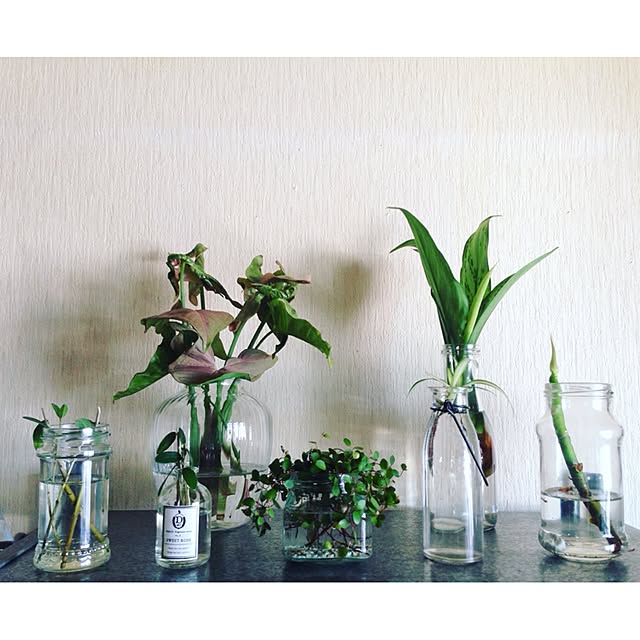 My Shelf,植物色々,ig→hitorururu,グリーン,植物,植物のある暮らし hittonの部屋