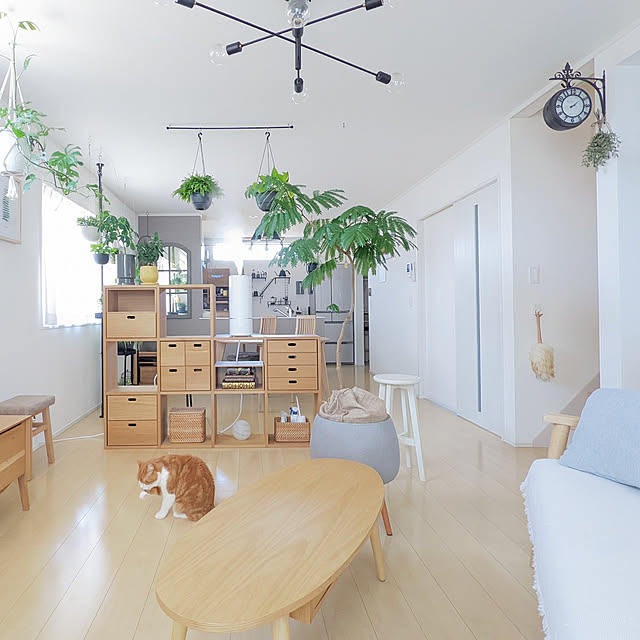 Lounge,無印良品,無印良品 壁に付けられる家具,おうち時間,グリーンのある暮らし,リビングダイニング,ナチュラルインテリア,シンプルな暮らし,観葉植物,観葉植物のある暮らし,ねこと暮らす,ハンギンググリーン,北欧インテリア,掃除しやすい家づくり,エバーフレッシュ,北欧ナチュラル,シンプルインテリア,ダイニングテーブル,変形ダイニングテーブル,スタッキングシェルフ,ドローアライン,無印良品スタッキングシェルフ,アストル,アストル照明,リビングライト,リビング照明 ayamameの部屋