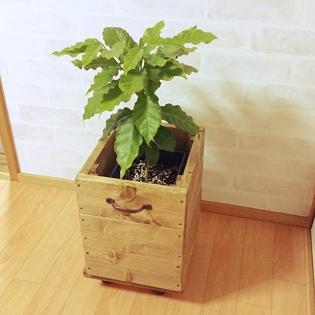 Bedroom,ダイソーのキャスター,BOX,コーヒーの木,セリア,廃材で✨,DIY,ハンドメイド,WATCOオイル mikio-oの部屋