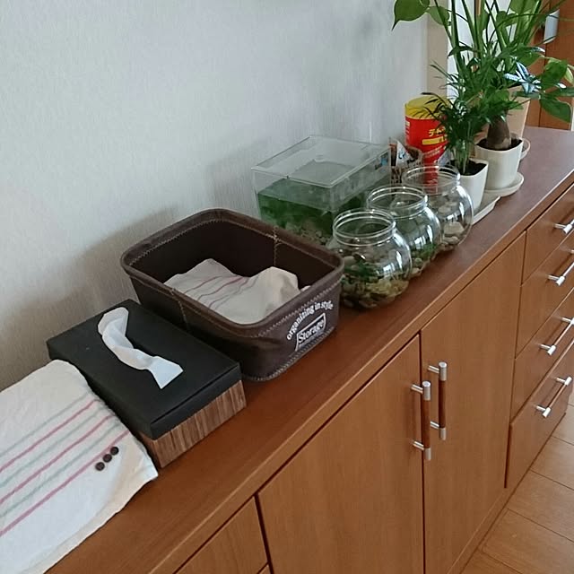 My Shelf,ダイソー,メダカ,スマホステーション,充電ボックス,セリア,カリモク,モンステラ,パキラ,スマホ置き場,ニトリ,テーブルヤシ miiの部屋