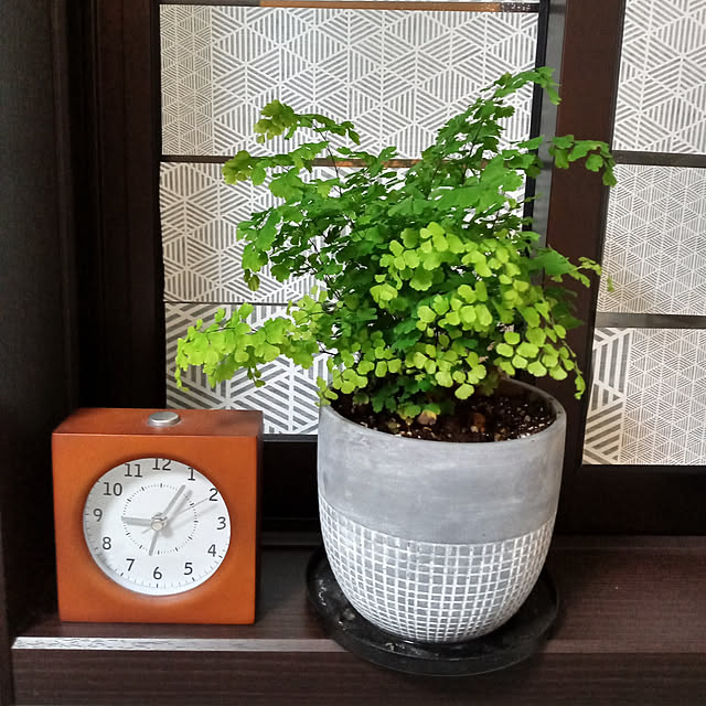 アジアンタム,洗面所の窓,窓にマスキングテープ,DAISO植木鉢 rabuの部屋