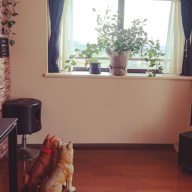 「ランチョンマットを着せるだけ！簡単鉢カバーのつくり方」 by NOAHさん