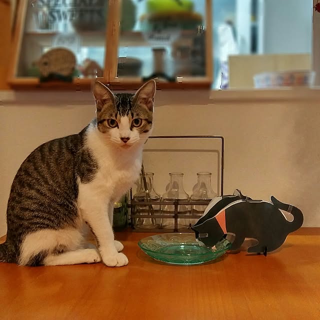 My Desk,ねこと暮らす,ねこが好き,ねこ部,ねこのいる日常,ちまき,ニトリ,ペーパー加湿器 Gomaの部屋