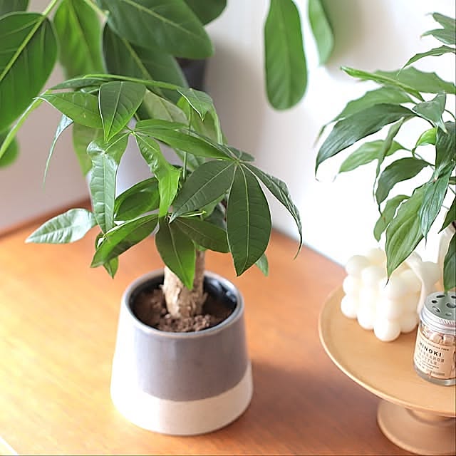 観葉植物のある暮らし,植物のある暮らし,北欧インテリア,My Shelf ayucoの部屋