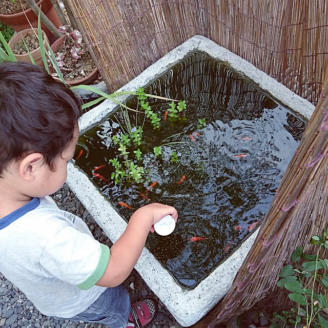 Entrance,ビオトープ,中古住宅,日本家屋,モルタル鉢,DIY,金魚,イベント参加中,イベント参加の為再投稿,全く同じ写真でスミマセン,水草,ウォーターバコパ jorikoの部屋