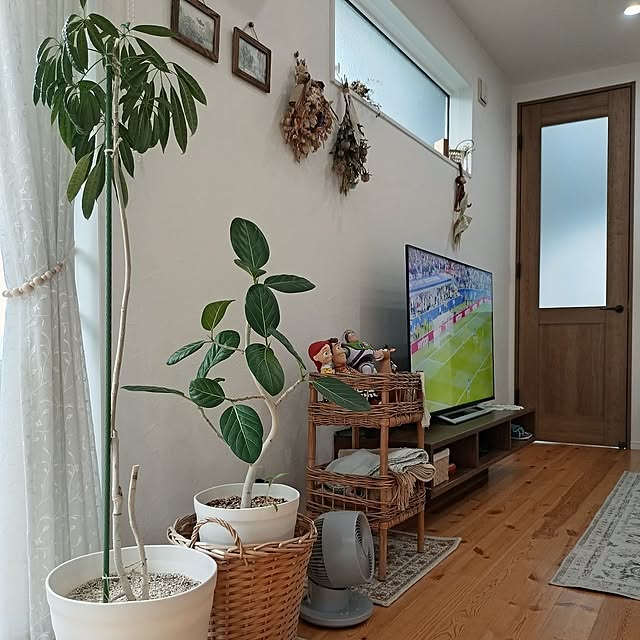 Lounge,観葉植物のある暮らし,マイホーム記録,日々の暮らし,子どものいる暮らし,居心地の良い暮らし,歳の差兄弟,男の子4兄弟,観葉植物,ベンガレンシス,シェフレラスターシャイン,アラログバスケット ri-eの部屋