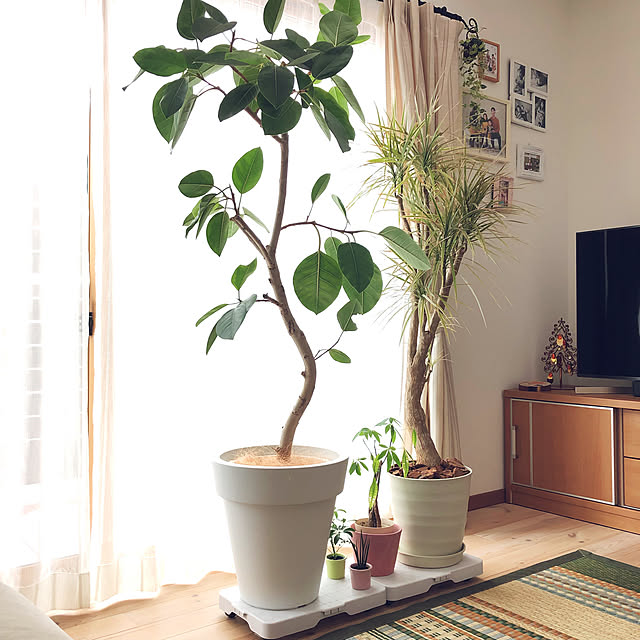 観葉植物,ゴムの木,スマートフロア,平台車,山善,子供のいる暮らし,片づけ遊び,ありがとうございます♡,モニター当選,吹き抜け,Lounge arika_919の部屋