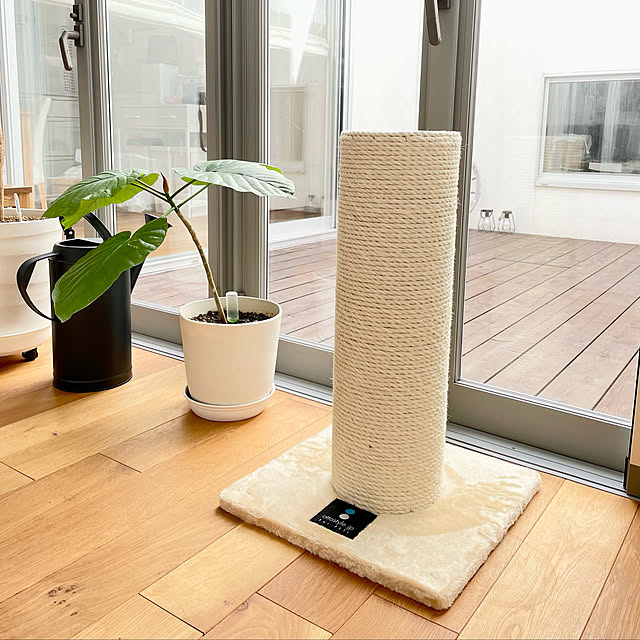 ウンベラータ,爪とぎ,シンボルツリー,ペットと暮らす家,猫のいる暮らし,Lounge Kaneyukiの部屋
