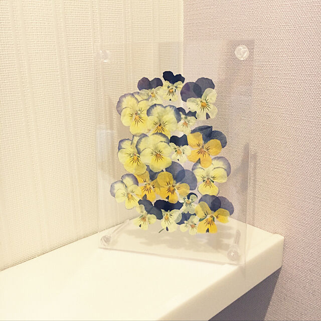 Bathroom,ビオラ,セリア,ハンドメイド,押し花,ガーデニング初心者,花のある暮らし nanachanmamaの部屋