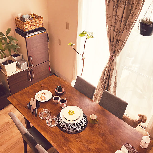 レモン多めレアチーズケーキ,レアチーズケーキ,カフェコーナー,観葉植物,テラス,癒し,植物のある暮らし,みて頂きありがとうございます♡,観葉植物のある暮らし,癒しの空間,コーヒー,犬のいる暮らし,パキラ,ゴムの木,My Desk,遠目に撮影したのは仕上がりをぼやかす為,ウンベラータ,吊るし隊,クッキー生地はオレオ★,hiroちゃんも師匠です⭐︎,トイプードル,おうちカフェ yullyの部屋