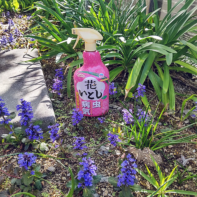 Entrance,ガーデニング,花のある暮らし,害虫対策,アースガーデン,暮らしのハンドブック2022,花いとし,アガパンサス,アジュガ,いつも有難うございます(´ ˘ `๑)♡,コメントお気づかいなく(*´╰╯`๓),いいねコメントフォロー感謝です♡♡ ampinの部屋