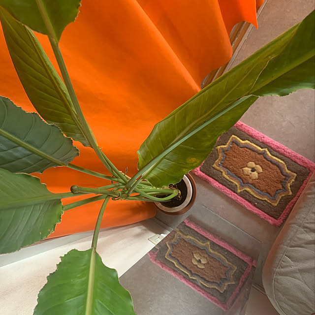 愛用品,買ってよかったもの,ベッドサイド,PUEBCO,観葉植物,オレンジ,雑貨,Bedroom homu_smdの部屋