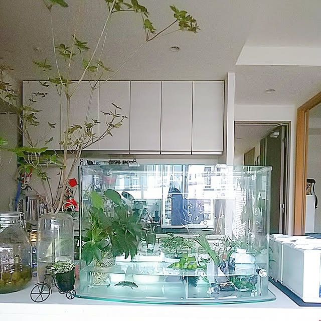 Kitchen,花と緑のある暮らし,植物のある暮らし,ガーデニング,見てくれてありがとうございます♡,いいね♪いつもありがとうございます❤️,テラスのある家,2020.6.18,ウーパールーパー,フォローお気軽にしてください♡,いつもいいねやコメありがとうございます♡,シンプルに暮らしたい,ドウダンツツジ,(;ﾟ;Д;ﾟ;; )反射して写ってる,水槽,水槽 アクアリウム hiromimiの部屋