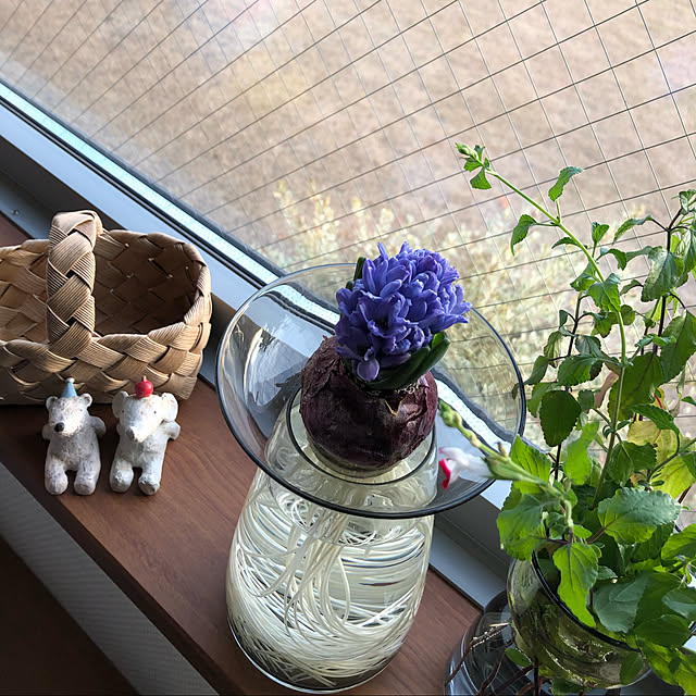 ヒヤシンス,IKEA花瓶,いい香り,minneで販売中,KINTO,グリーン,窓ぎわの植物,かご,ヒヤシンス水耕栽培,My Shelf,フラワーベース k-kokoroの部屋