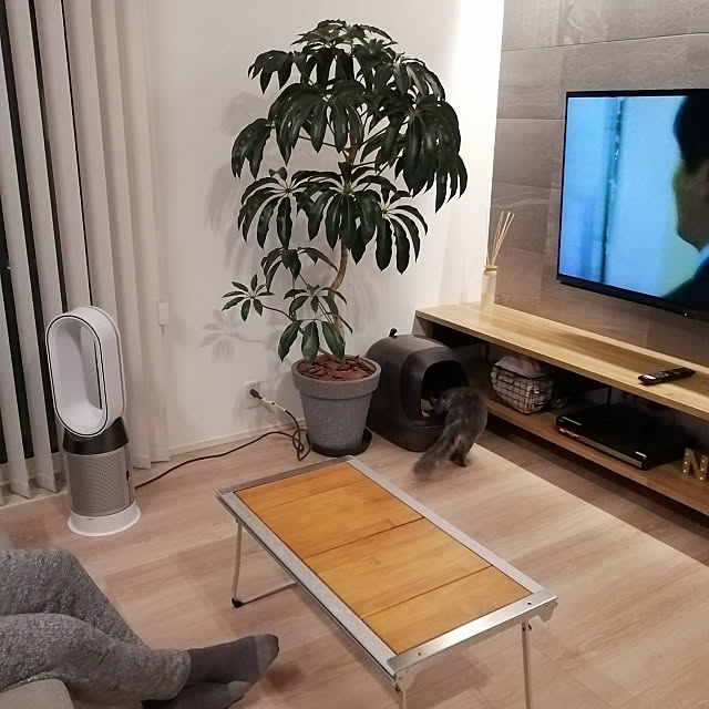 Lounge,猫トイレ,ねこのいる日常,ニャンとも清潔トイレ,ねこと暮らす。,ニャンともと暮らす,観葉植物,ダイソン,ダイソンホット&クール,スノーピーク,Snowpeak,壁掛けテレビ,造作テレビボード asukaの部屋