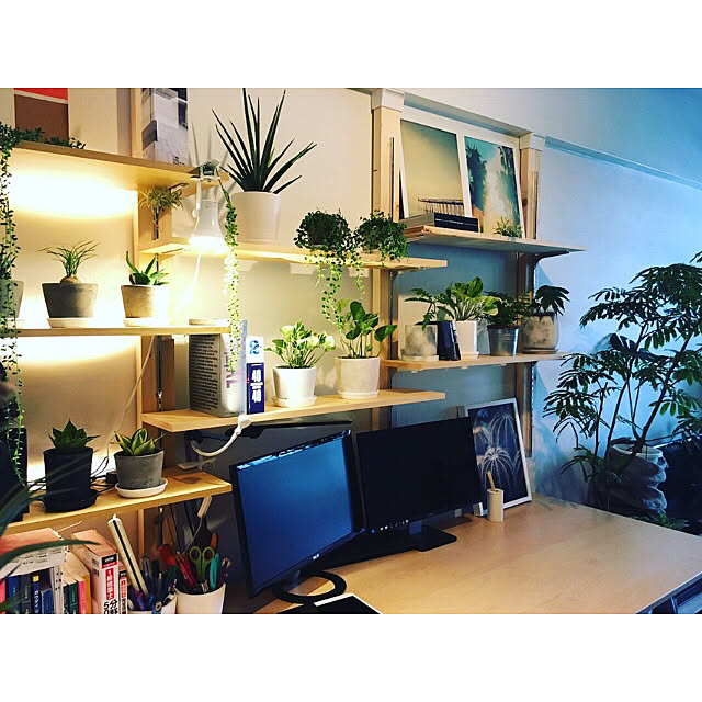 My Shelf,楓,グリーンのある暮らし,ポトス エンジョイ,観葉植物,一人暮らし,IKEA,ポトス,グリーンインテリア,NO GREEN NO LIFE,ディアウォール,サンスベリア,ハンズマン,無印良品,エバーフレッシュ yunkの部屋