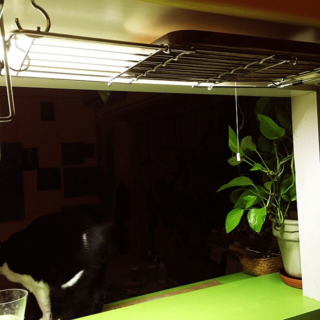 Kitchen,シンクまわり,水切り,カラフル,黄緑が好き,リメイク？,まな板収納 kimishigureの部屋