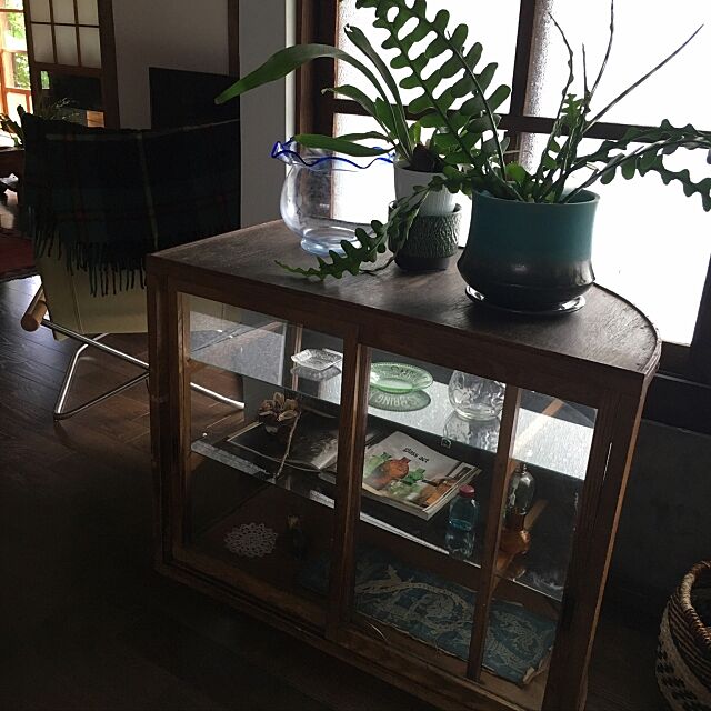 My Shelf,ジャンク,観葉植物,ガラスケース,レトロ,アンティーク,古物,ヴィンテージ,ガラスの飾り皿,ガラス瓶,古民家系 ooriの部屋