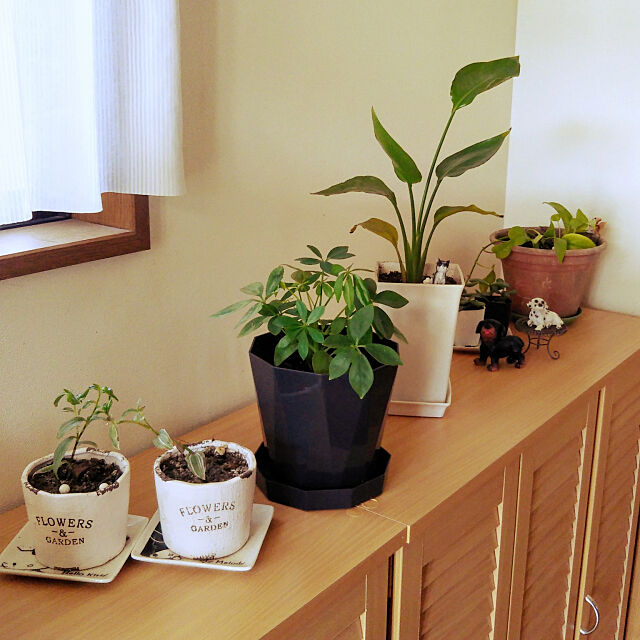 My Shelf,観葉植物,シューズボックス,クツ箱,クツ箱の上 Tirorinの部屋