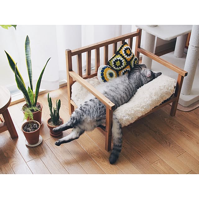 Lounge,猫,猫部,ねこのいる日常,ねこと暮らす。,ねこバカ,DIY家具,DIY,グリーンのある暮らし,観葉植物,ペット,賃貸,猫ベッド ineko_kの部屋