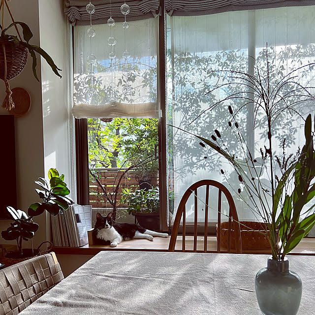 Lounge,窓辺,窓辺のインテリア,窓辺の風景,窓辺のグリーン,NO GREEN NO LIFE,グリーンのある暮らし,ナチュラル,秋,リネンカーテン,ねこのいる風景,朝の風景,ねこのいる日常,リネンクロス,マンション暮らし,ねこと暮らす,リラックス空間,ねこのいる生活,グリーン,2025.10.25 mag掲載 pooの部屋