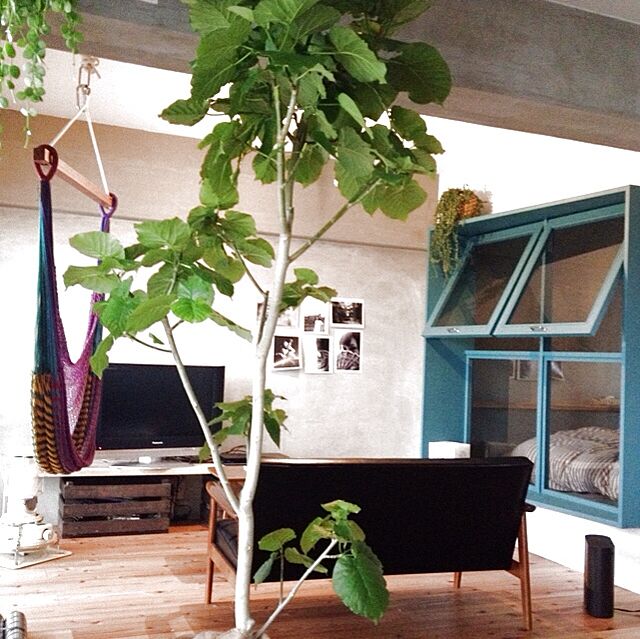 Lounge,リノベーション,窓,観葉植物,カリモク,植物,カリモク60 baumkuchenの部屋