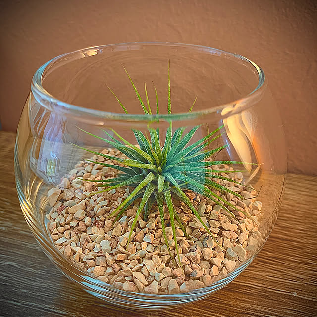 一人暮らし,北欧,観葉植物,無印良品,My Desk Akiの部屋