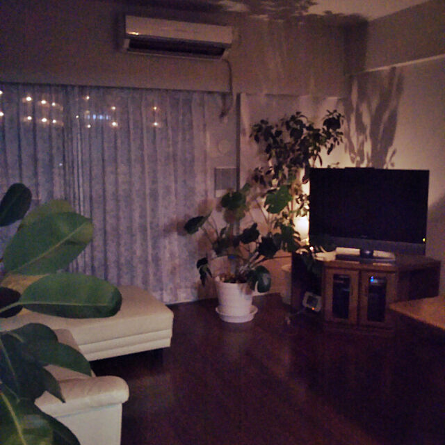 Lounge,観葉植物のある部屋,白いソファ,夏用カーテン,ゴムの木,間接照明 naoの部屋