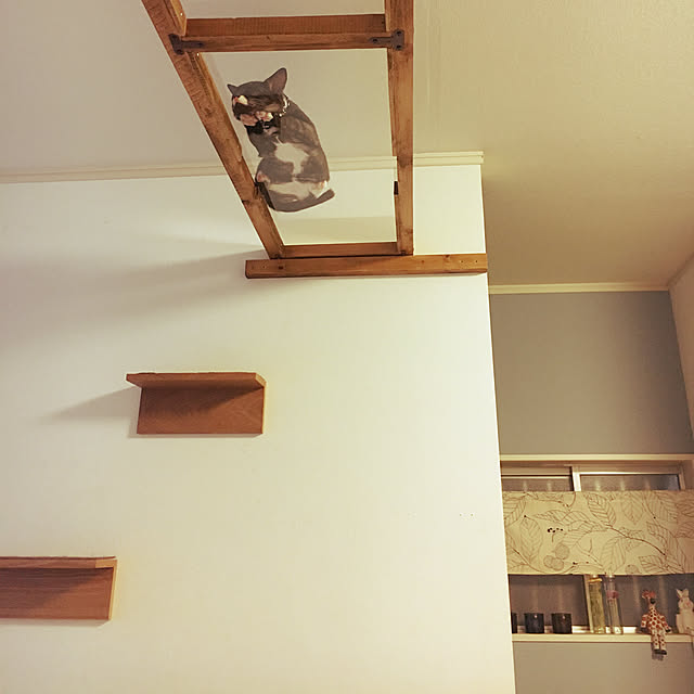 DIY,ニトリ,狭小住宅,キャットウォークDIY,ねこと暮らす。,On Walls masamasaの部屋