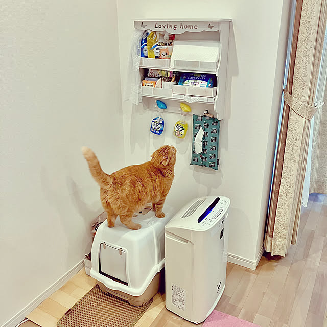 ラック収納,取りやすい高さ,猫グッズ収納棚,猫,ねこと暮らす,壁面収納,みて頂き有難うございます(^^),癒し,くつろぎ空間,ねこのいる暮らし,On Walls pinaminの部屋