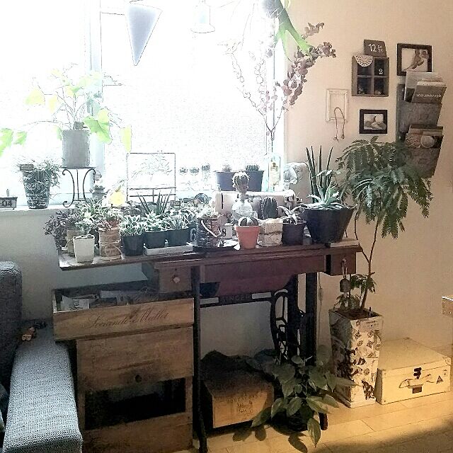 植物のある暮らし,ミシン台,NO GREEN NO LIFE,植物,窓際,ストーブカバーDIY,観葉植物,My Desk mai.tameの部屋