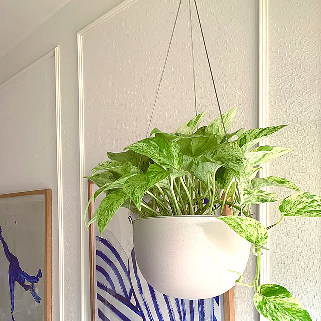 KINTO プラントポット,ポトス,ハンギングプランツ,ハンギングプランター,ハンギンググリーン,ハンギング,観葉植物のある生活,観葉植物♡,観葉植物大好き❤︎,観葉植物のある部屋,観葉植物のある暮らし,観葉植物,KINTO フラワーベース,KINTO,リピート買いアイテム,当選ありがとうございます,RoomClipショッピング,おうち見直し企画,On Walls,吊り鉢,グリーンのある暮らし,ポトスマーブルクィーン,ポトスマーブルクイーン,植替え記録,植替え完了,植替え完了!!,植替え直後,植替え,キントー プランター,キントー moonの部屋