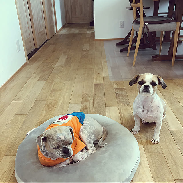 飛騨の家具,日進木工,いぬのいる暮らし,オーク,床材,漆喰,無添加住宅,無垢床,Lounge,もちもちクッション,ニトリ hoppeyの部屋