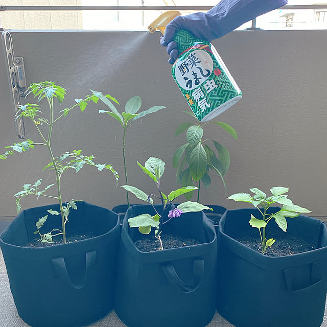 野菜うまし,アースガーデン,害虫対策,家庭菜園,ガーデニング,こすずちゃん,ベランダ菜園,ミニトマト,千両二号,夏野菜,かおりん,パプリカ,茄子,アース製薬,家庭菜園初心者,Entrance biroballonneの部屋