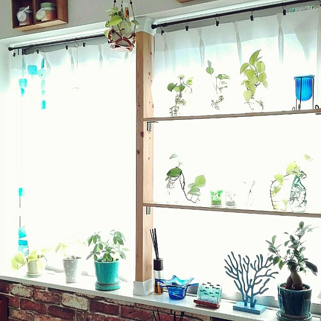 My Shelf,1K,一人暮らし,賃貸マンション,DIY,ディアウォール,観葉植物,DULTON maiの部屋