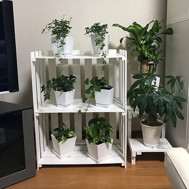 My Shelf,DIY,一人暮らし,観葉植物,ホワイトインテリア keiの部屋