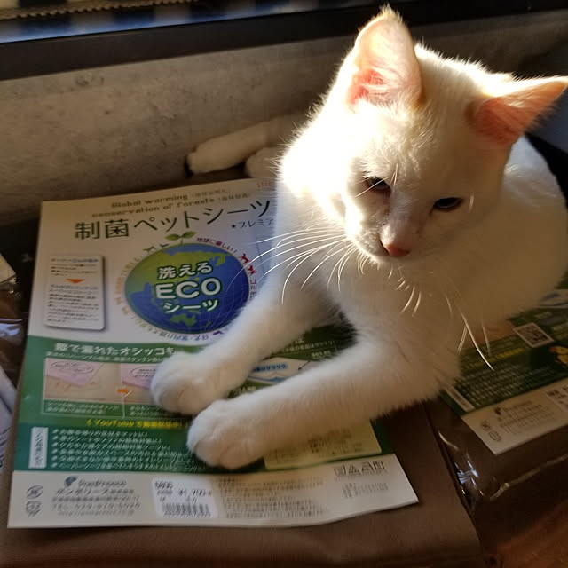 Bathroom,ねこのいる日常,多頭飼い,猫トイレ,ニャンズ専用room,ねこと暮らす。,ノーラン村,ねこばかりすみませんm(._.)m,洗える,ペットシーツ,エシカルに暮らす ARCATSの部屋