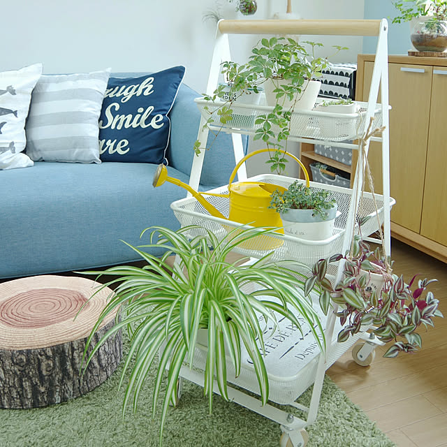 Lounge,NO GREEN NO LIFE,IKEAのワゴン,観葉植物,グリーンのある暮らし,北欧ナチュラル,ベルメゾンのラグ,ニトリのソファ,ブルーのソファ,ニトリのクッション,ダイソーのクッション,切り株スツール Shooowkoの部屋