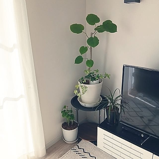 Lounge,ウンベラータ,ウンベラータ剪定,ウンベラータ成長記録,グリーンのある暮らし,RoomClipの出逢いに感謝♡,観葉植物,観葉植物インテリア,ヘデラ白雪姫,ヘデラ,花台 kaanaの部屋