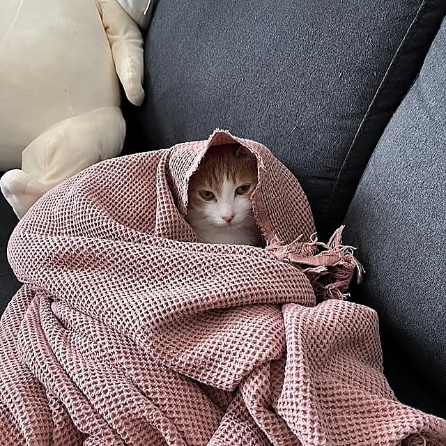 Lounge,ナチュラル,IKEA,ねこ,ねこのいる日常,ねこのいる暮らし csの部屋