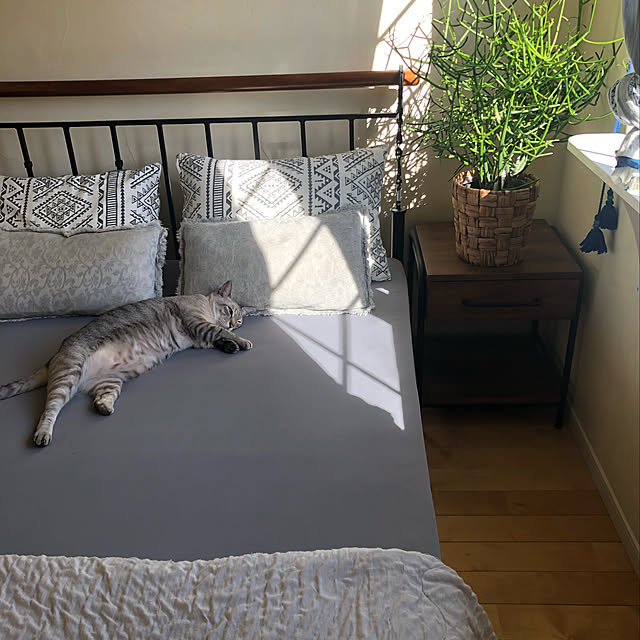 ミルクブッシュ,のびのびぴったり抗菌防臭ニットシーツ,チチカカのカーテン,窓辺のキャットウォークDIY,RoomClipショッピング,ウェルカムクーポン,ウェルカムクーポン当選しました,沖縄,漆喰壁,アイアンベッド,スペイン漆喰 syungikuの部屋