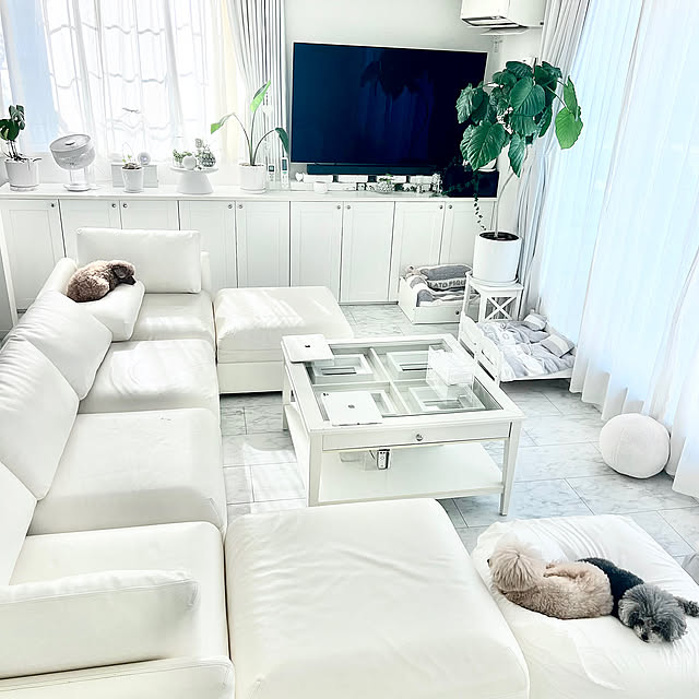 Lounge,ホワイトインテリア,シンプルライフ,グリーンのある暮らし,観葉植物のある暮らし,ハンドメイド夏,ウンベラータ,シンプルモダン,塩系インテリア Saitouの部屋