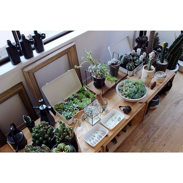 My Desk,野田琺榔,植物,FOUND MUJI,叢,TERRA,Ayanas,NO GREEN NO LIFE,レイアウト変更中...,野田琺瑯,理系インテリア,理系雑貨,叢（Qusamura）,オザキフラワーパーク,グランカクタス Atsushiの部屋