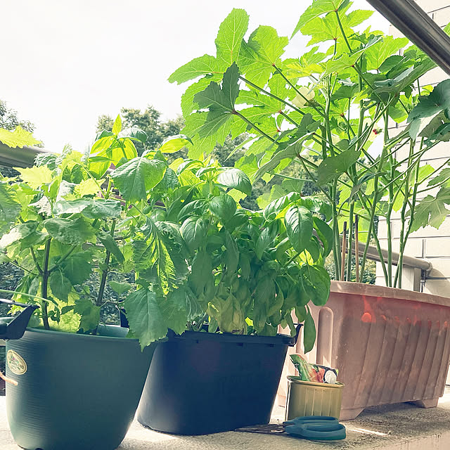 ベランダ菜園,家庭菜園,ガーデニング,オクラ栽培,お金をかけずに,100均,My Shelf suemonta14の部屋