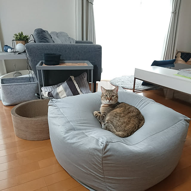 Overview,ビーズクッション,ねこと暮らす,ねこのいる暮らし,ねこのいる生活,猫,ねこのいる風景,シンプルインテリア,キジトラ,猫スペース,ねこのいる日常,IKEA,IKEA 1人掛けソファ,猫 爪とぎ,ニトリ カーテン,アンブラ,ニトリ ビーズクッションカバー,ニトリ Nクール maikyの部屋