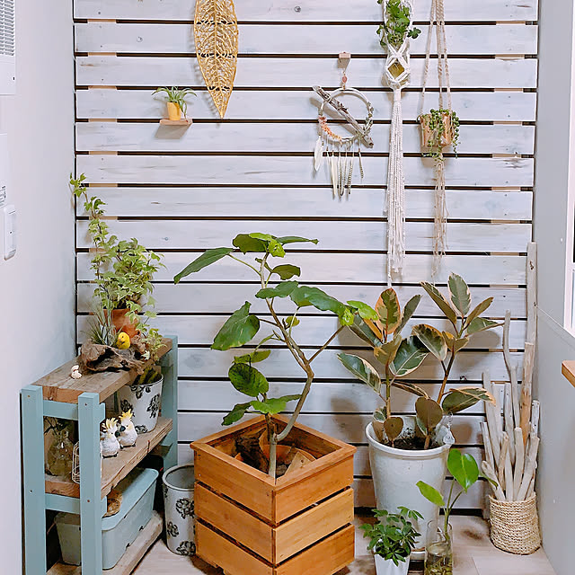 シャビーシック,DIY,観葉植物,On Walls,壁板DIY,可動式の棚,足場板の棚DIY,プランターカバーDIY,グリーンネックレス,ウンベラータ,ラブリコでDIY,マクラメプラントハンガー,ドリームキャッチャー手作り,マクラメ mamerurikoの部屋