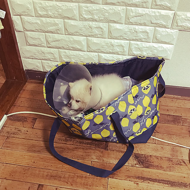 寝心地いいのかな…,エコバッグ,エコバッグ活用,ベッド？,見て頂きありがとうございます⑅︎◡̈︎*,ありがとうございます(⋆ᵕᴗᵕ⋆).+*,いいね！ありがとうございます♪,いいね♪いつもありがとうございます❤️,Kitchen tekapoの部屋