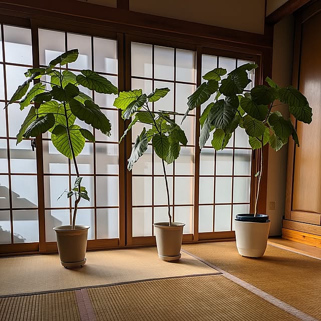Bedroom,ウンベラータ剪定,ウンベラータ,ウンベラータ成長記録,夏,グリーンのある暮らし,グリーン,和室,プラマードＵ,YKKap,内窓,和室8畳 Renの部屋