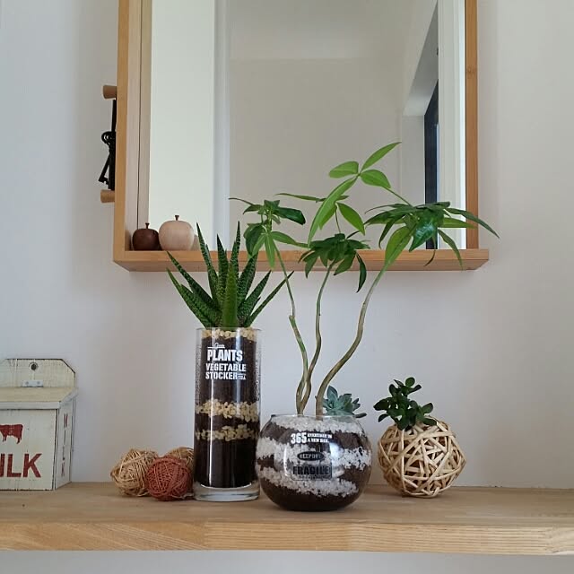 My Shelf,観葉植物,ダイソー,手作り,セリア,ナチュラルインテリア,ハイドロカルチャー,ラタンボール,NO GREEN NO LIFE,グリーンのある暮らし,夏インテリア,ナチュラルホワイトインテリア chieの部屋